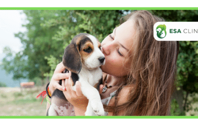 Does Costco Allow Dogs? Everything You Need to Know