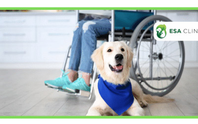Psychiatric Service Dogs in California: Training and Certification Guide