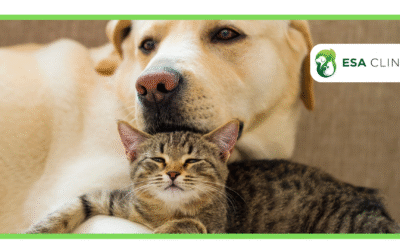 Can Veterans Get an ESA Animal Support Letter?