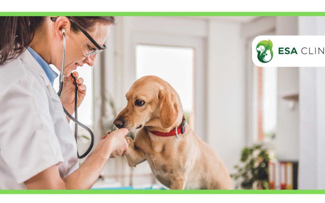 Can a Nurse Practitioner Write an ESA Letter?