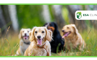 Can an ESA Letter Override Breed Restrictions?