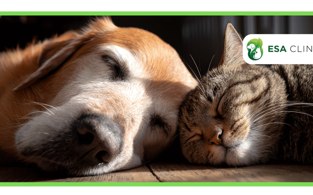 How Long Does an ESA Letter Allow Access?