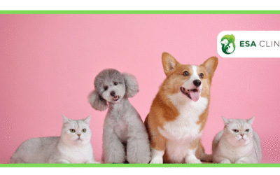 How Long Is an ESA Letter Good For?