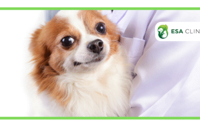 What Are ESA Letter Requirements for Animals?