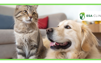 What Is the Cost of an ESA Animal Letter?