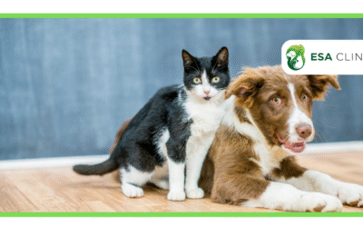 Where Can I Find a Cheap ESA Animal Letter?