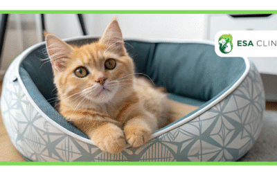 Can a Cat Be a Service Animal? ADA Guidelines