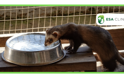 Can a Ferret Be an Emotional Support Animal?