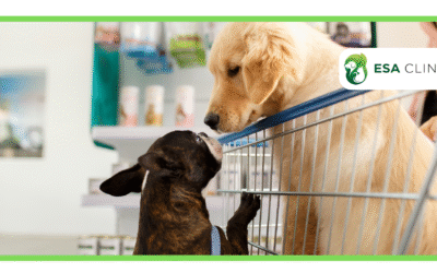 Does Ace Hardware Allow Dogs? Policy