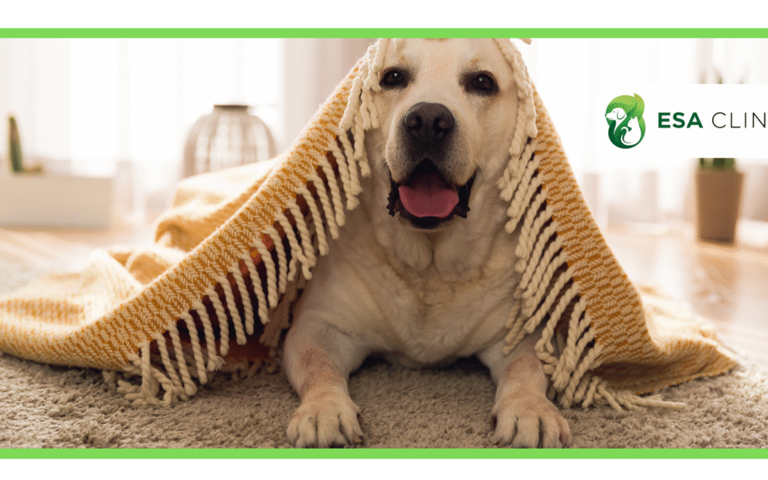 ESA Letter for Housing: Complete Guide