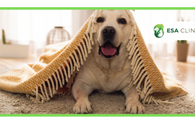 ESA Letter for Housing: Complete Guide