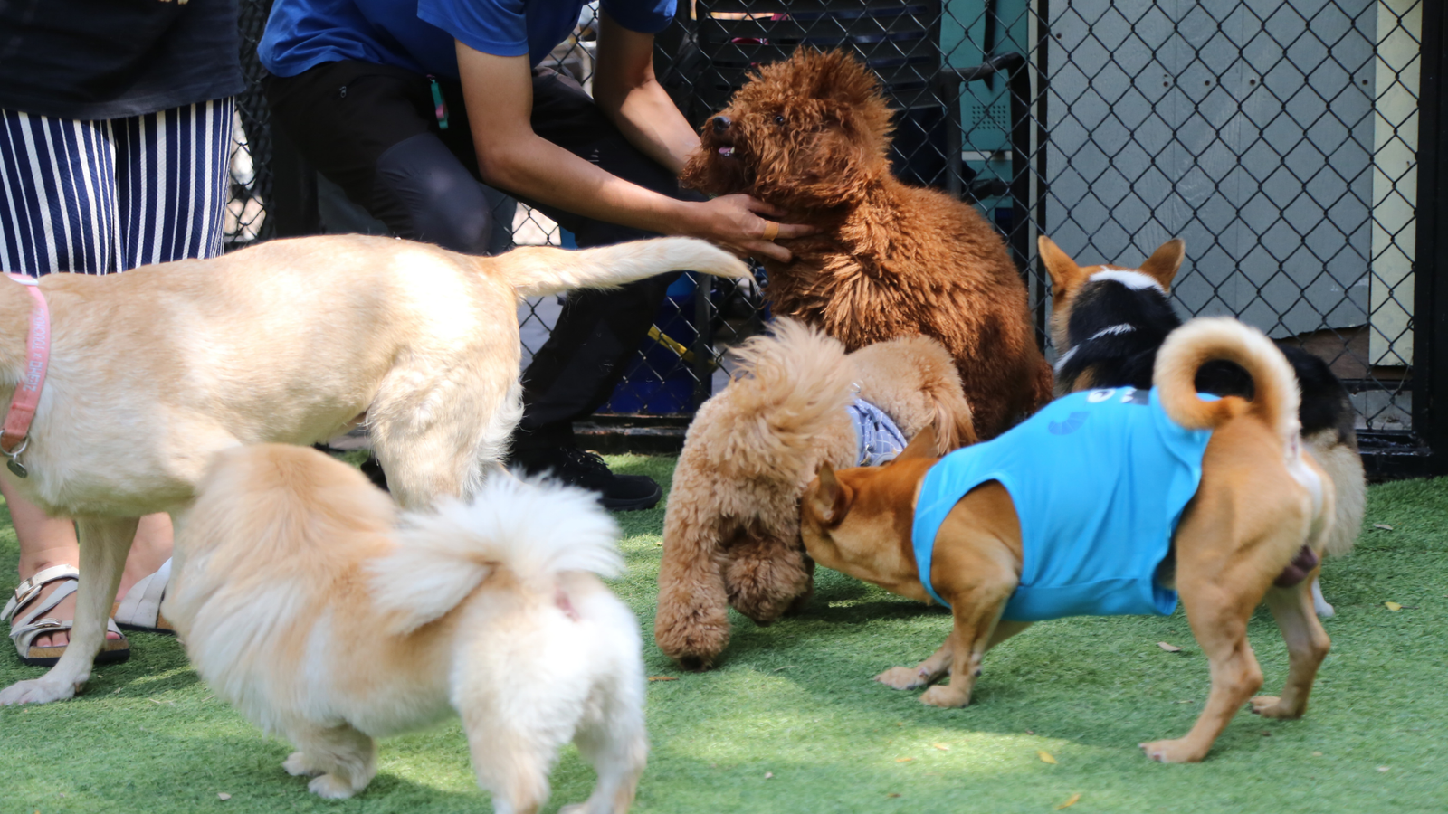 Emotional Support Animals in Hotel