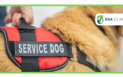 How to Get a Service Dog in Illinois Guide