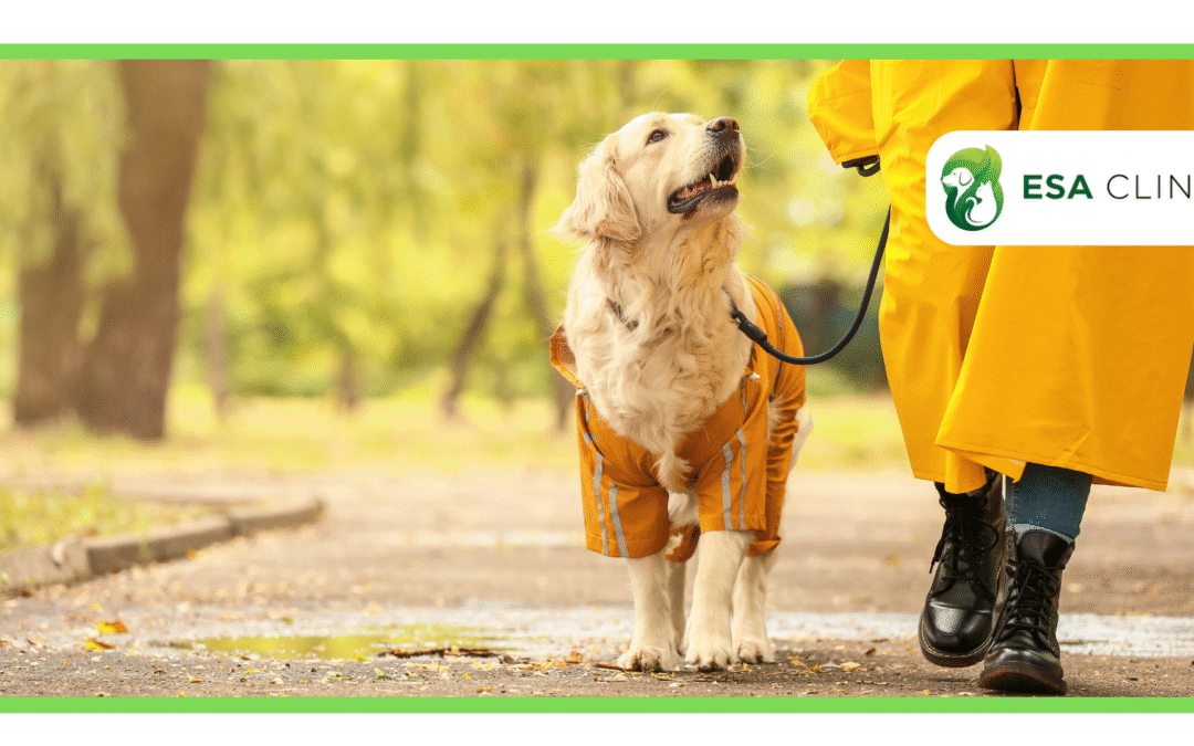 How to Get an ESA Letter Fast & Legally in 2026 (Step-by-Step Guide)