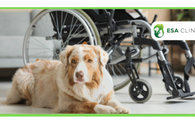 What is a Psychiatric Service Dog (PSD) Letter & How to get one?