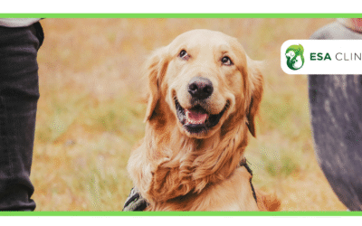 Washington Emotional Support Animal Laws: 2026 Guide