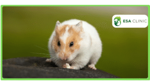 Can Hamsters be Emotional Support Animals