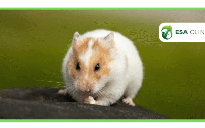 Can Hamsters be Emotional Support Animals?