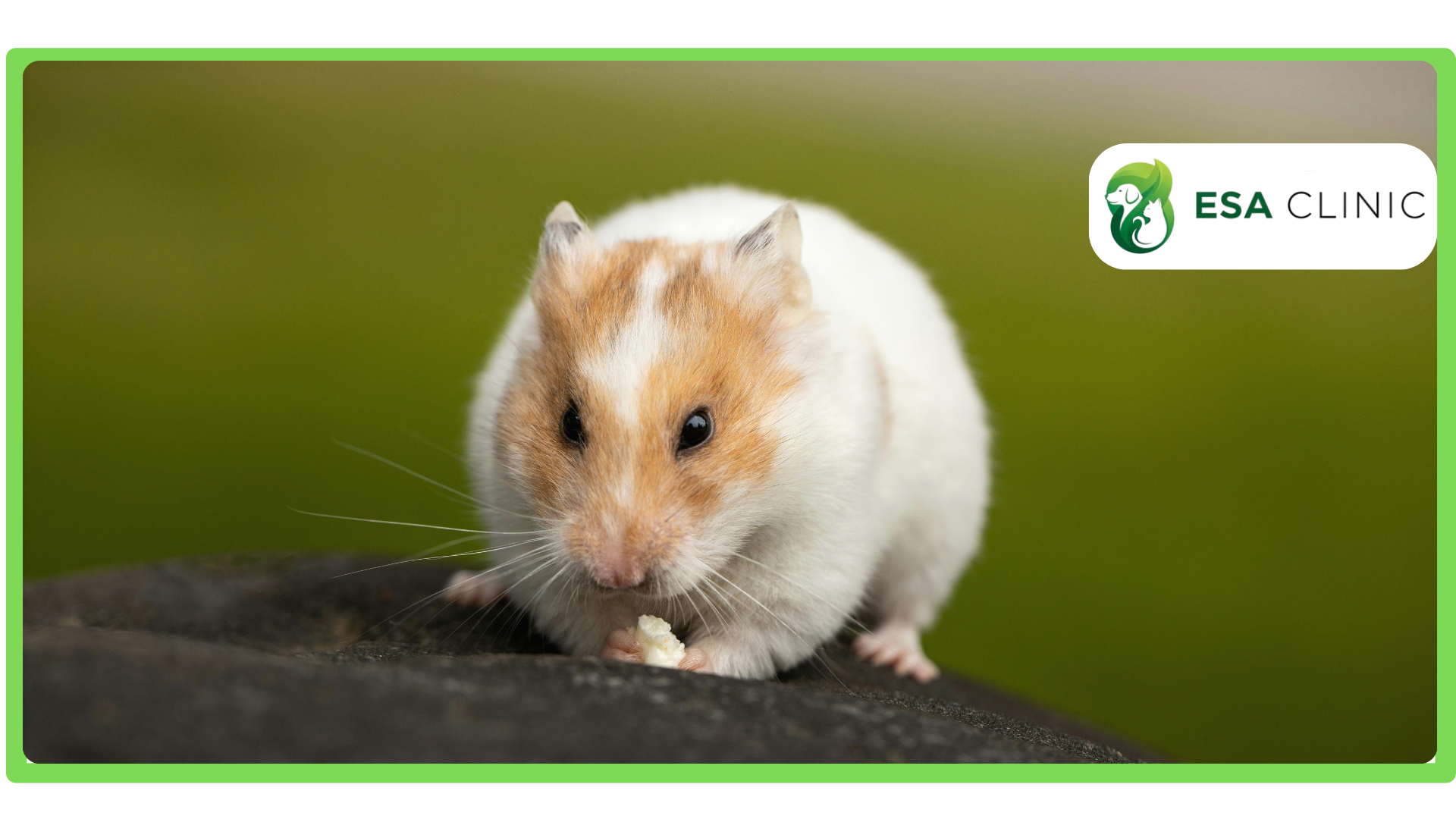 Can Hamsters be Emotional Support Animals Can Hamsters be Emotional Support Animals