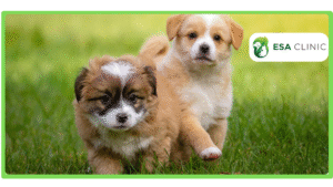 ESA Breed Restrictions What Applies