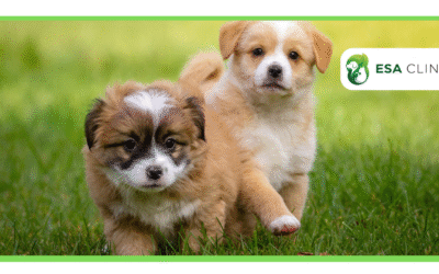 ESA Breed Restrictions: What Applies?