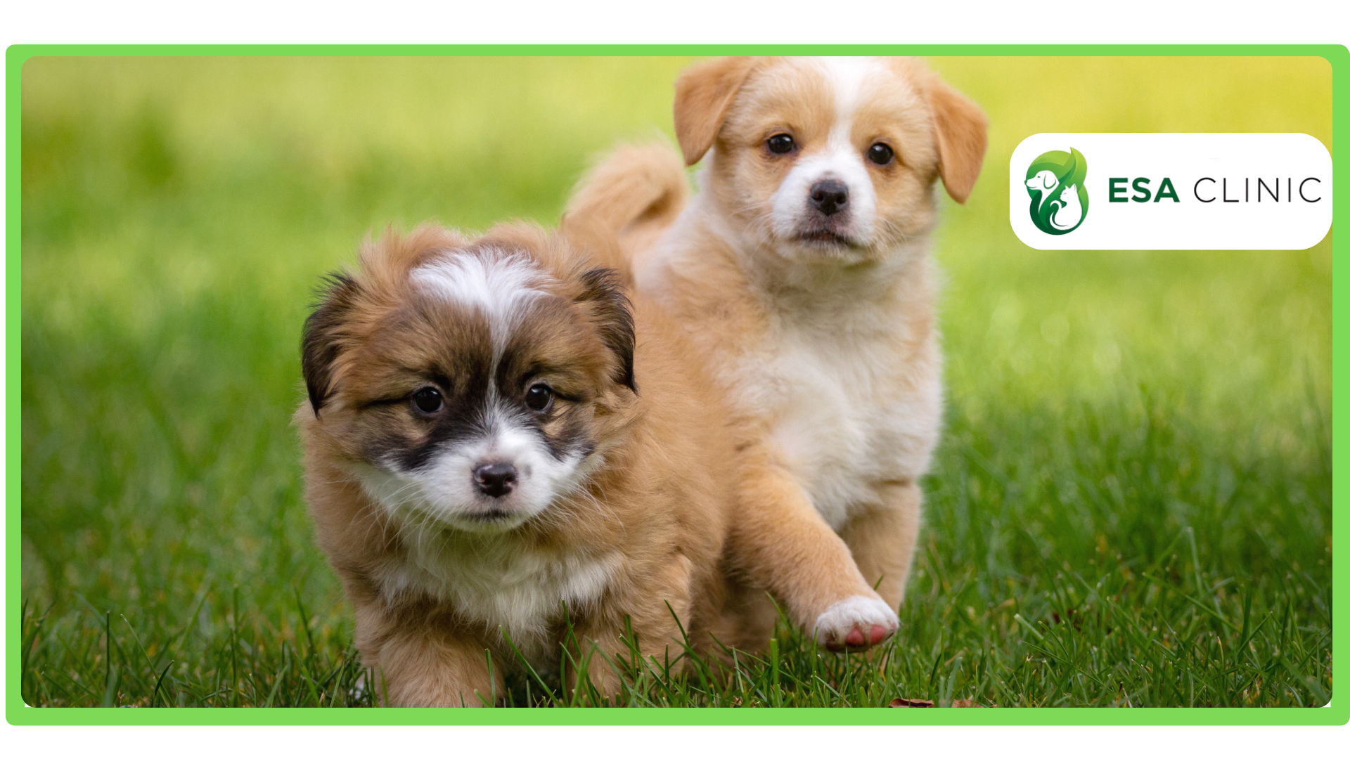 ESA Breed Restrictions What Applies ESA Breed Restrictions What Applies