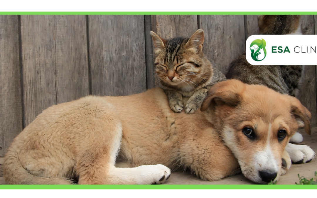 Can You Have Two Emotional Support Animals