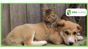 Can You Have Two Emotional Support Animals