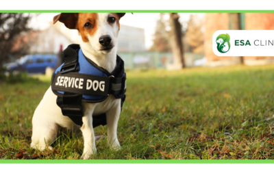 How To Get a Psychiatric Service Dog in Texas?