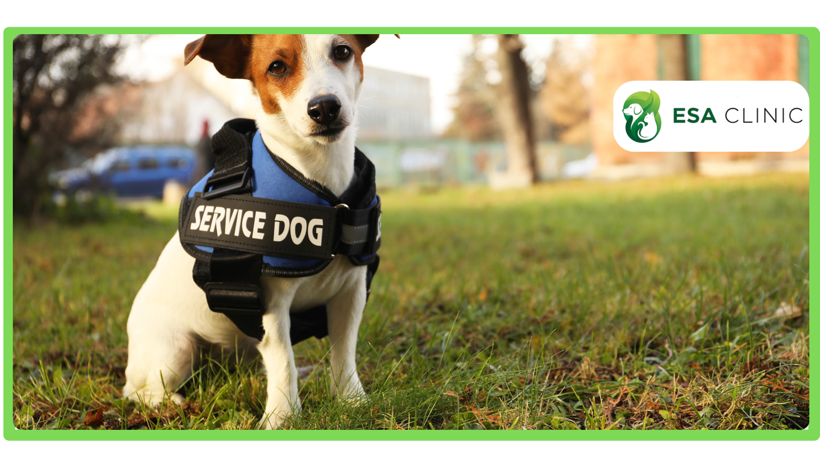 How To Get a Psychiatric Service Dog in Texas How To Get a Psychiatric Service Dog in Texas