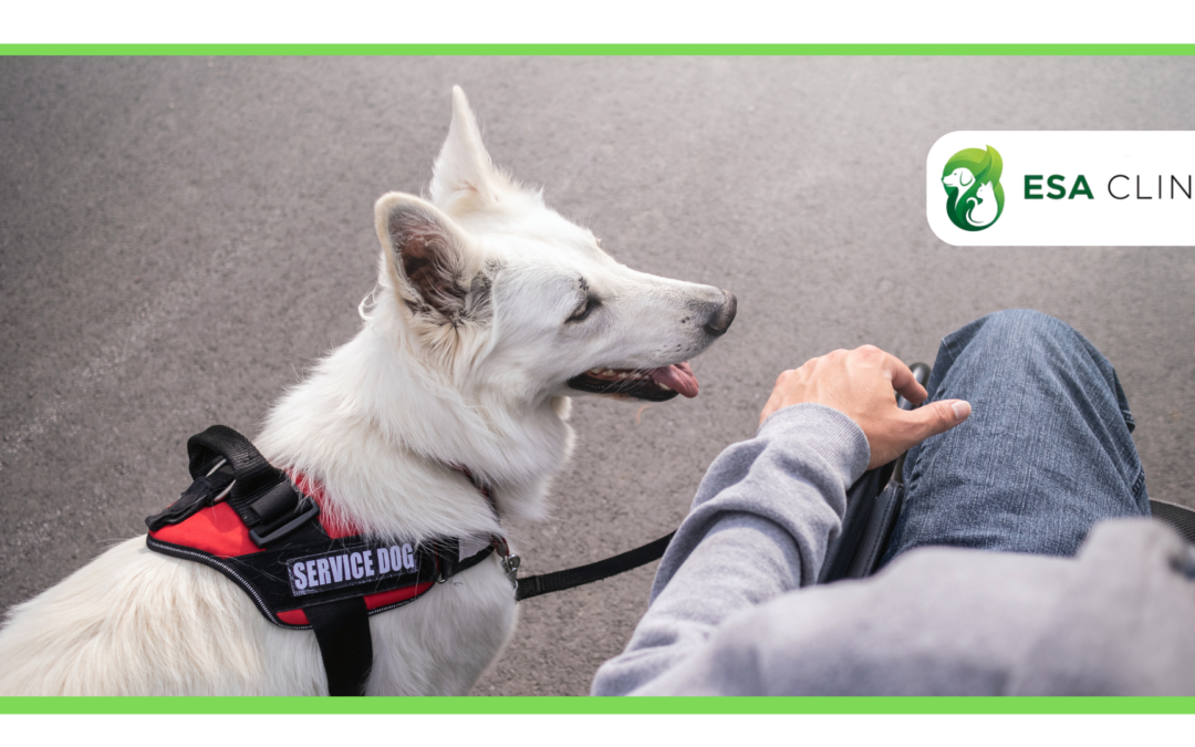 How to Get a Psychiatric Service Dog in Arizona?