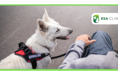 How to Get a Psychiatric Service Dog in Arizona?