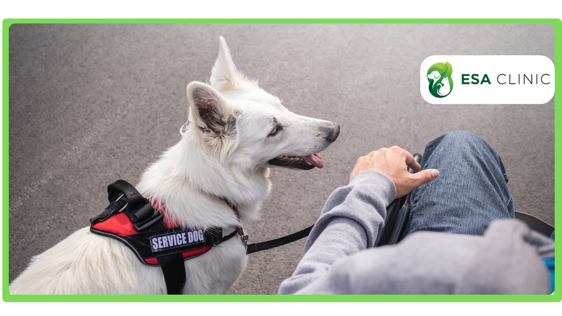 How to Get a Psychiatric Service Dog in Arizona How to Get a Psychiatric Service Dog in Arizona
