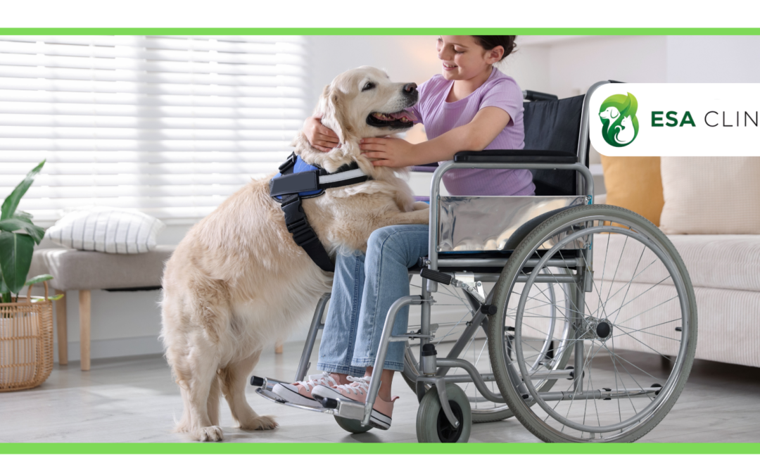 How to Get a Psychiatric Service Dog in California