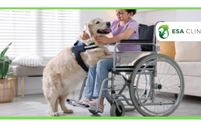 How to Get a Psychiatric Service Dog in California