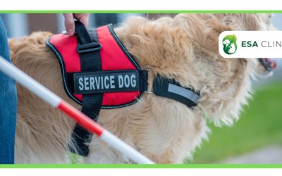 How to Get a Psychiatric Service Dog in Colorado