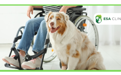 How to Get a Psychiatric Service Dog in Florida?