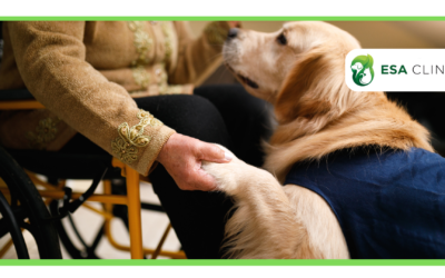 How to Get a Psychiatric Service Dog in Georgia