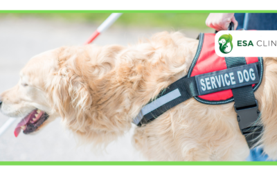How to Get a Psychiatric Service Dog in Illinois?
