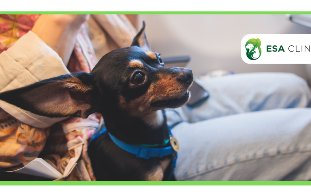 20 Best Emotional Support Dogs for Mental Wellness