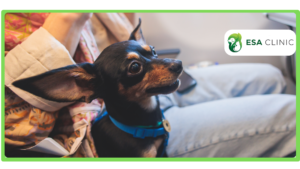 20 Best Emotional Support Dogs for Mental Wellness