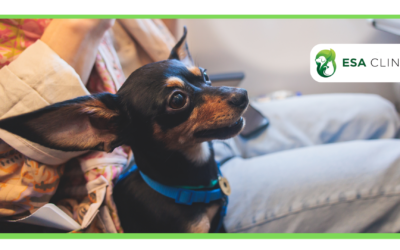 20 Best Emotional Support Dogs for Mental Wellness