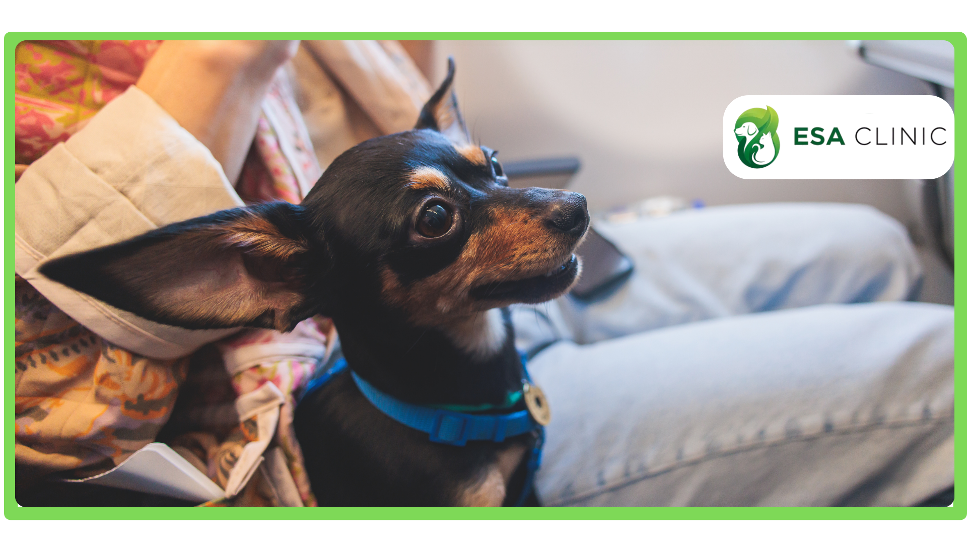 20 Best Emotional Support Dogs for Mental Wellness 20 Best Emotional Support Dogs for Mental Wellness