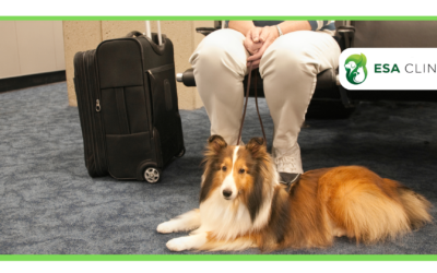 Are Dogs Allowed on Amtrak? What You Need to Know