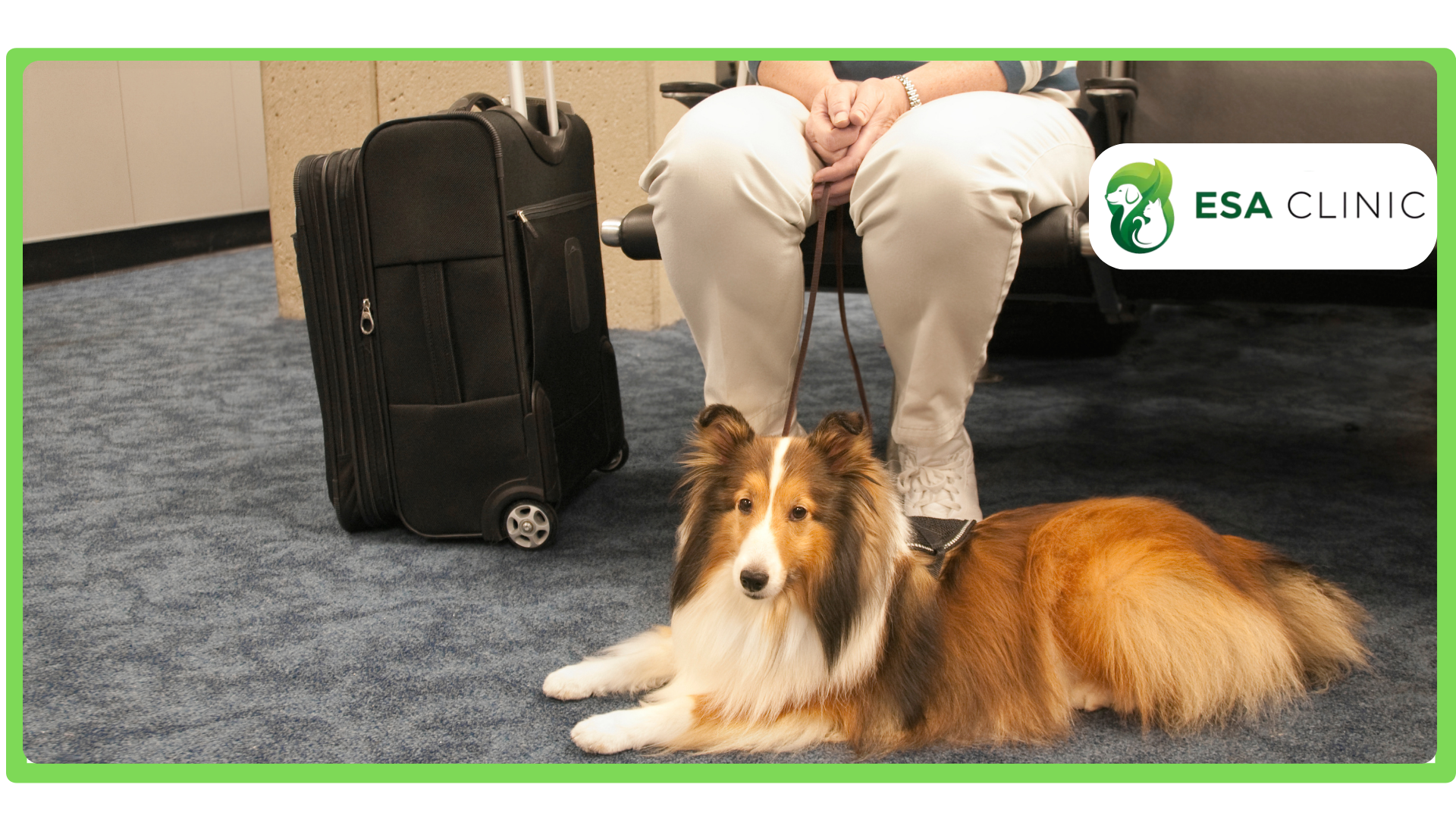 Are Dogs Allowed on Amtrak What You Need to Know Are Dogs Allowed on Amtrak What You Need to Know