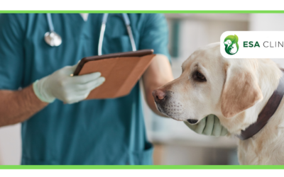 How to Get a Psychiatric Service Dog in Massachusetts?