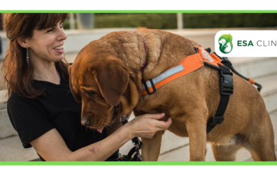How to Get a Psychiatric Service Dog in Minnesota