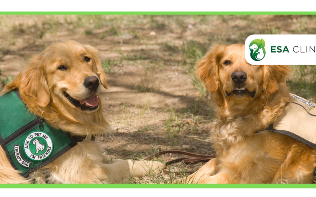 How to Get a Psychiatric Service Dog in New York