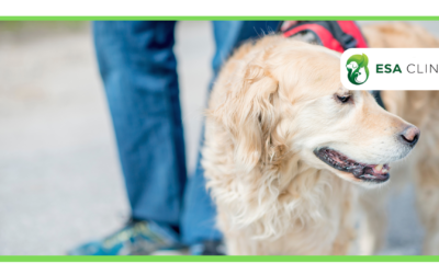 How to Get a Psychiatric Service Dog in Ohio