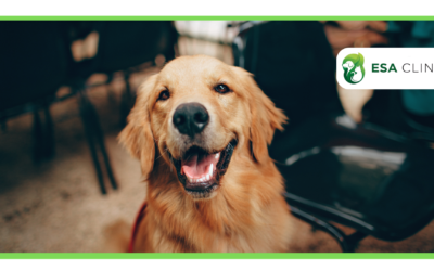 How to Train a Psychiatric Service Dog